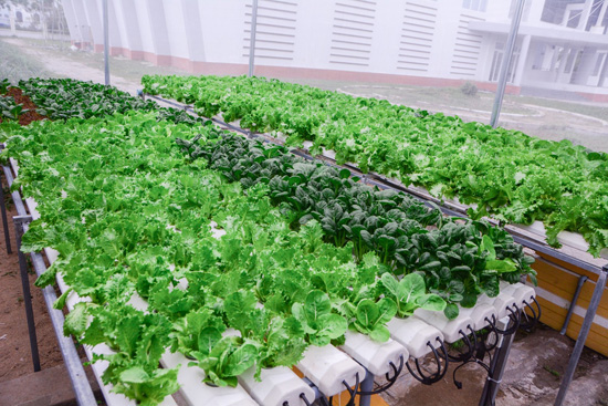 10. vuon rau yeu thuong